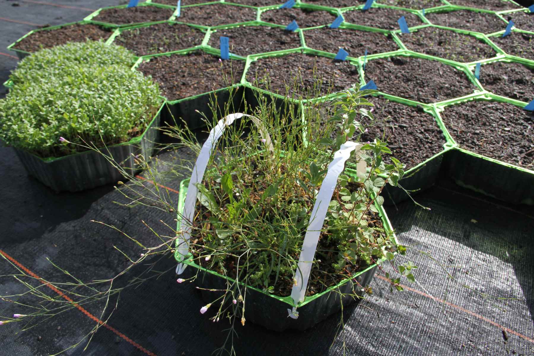 Produktion Sellana Honey Meadow