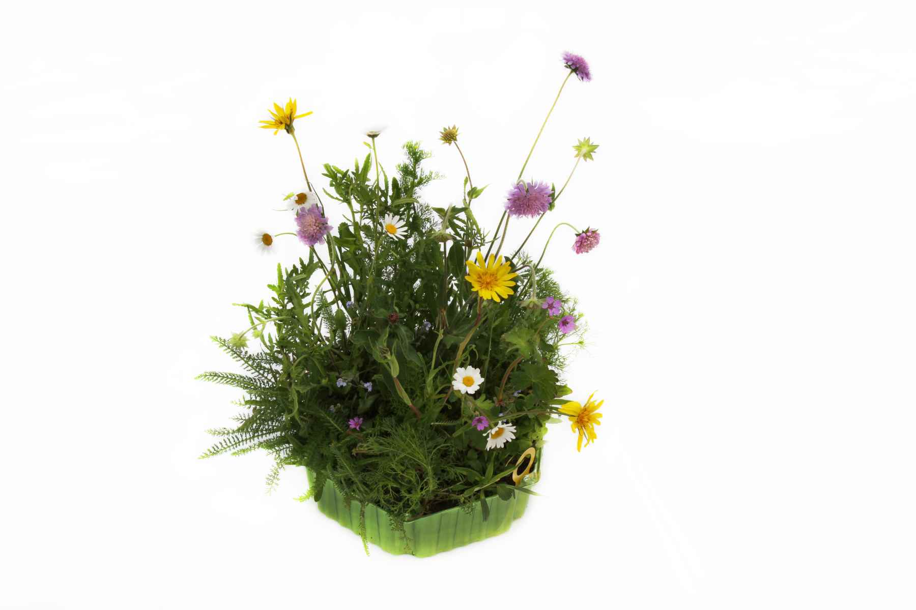 HM Wildblumen