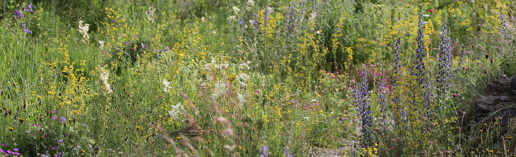 Wildblumen Magerwiese Sellana Honey Meadow