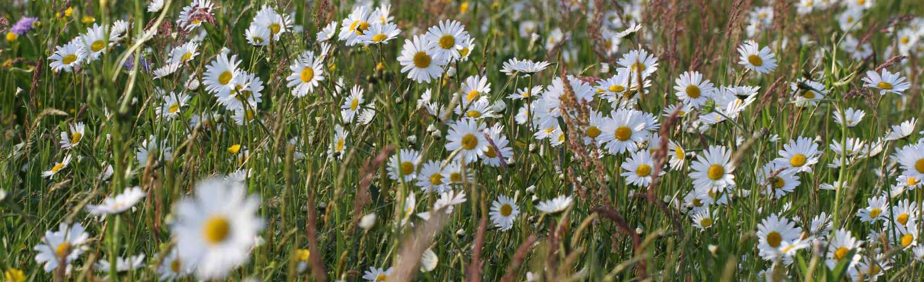 Wildblumenwiese01